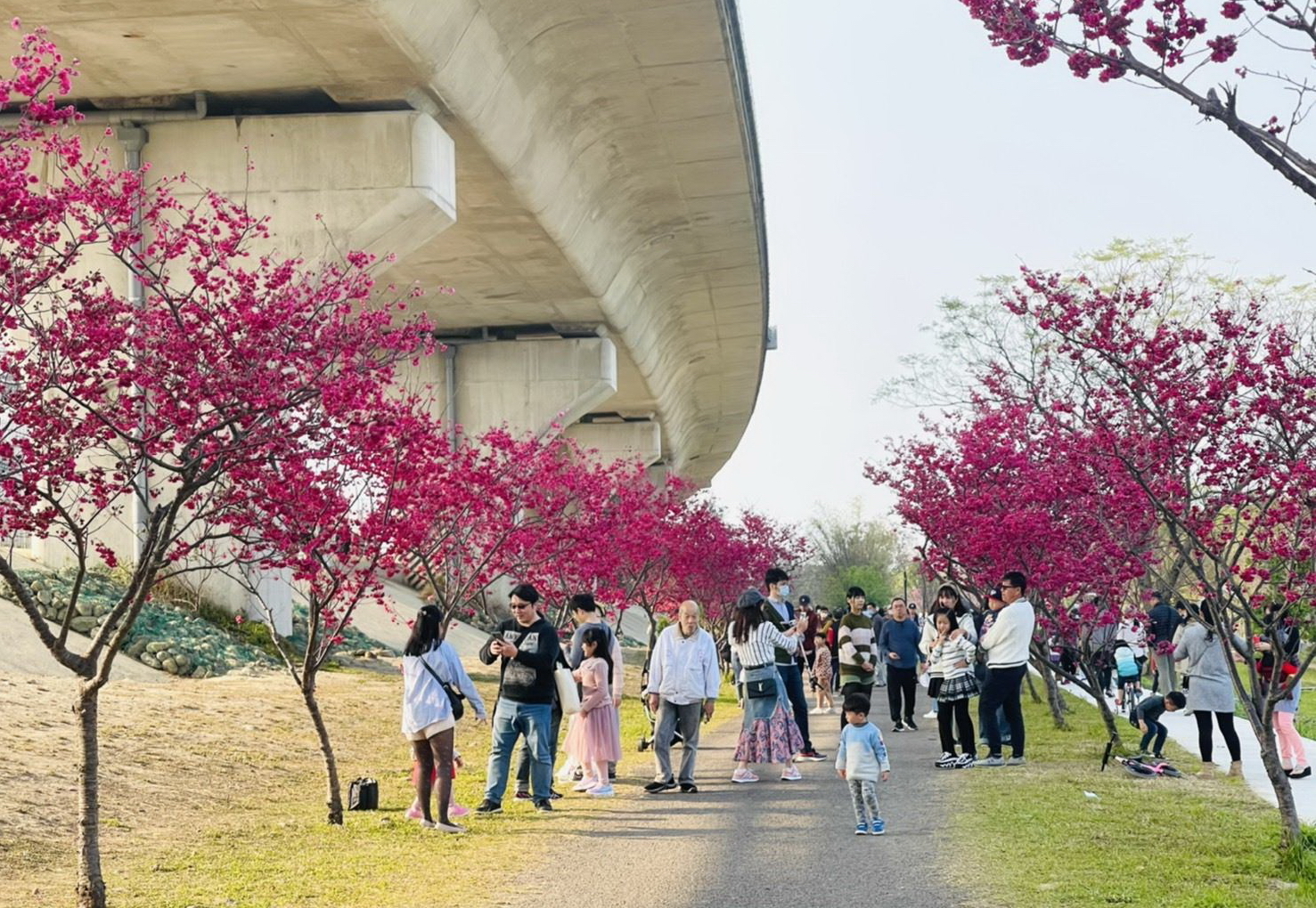 新竹縣４處免上山賞櫻景點大公開　鐵道、池畔、和風櫻花各有特色