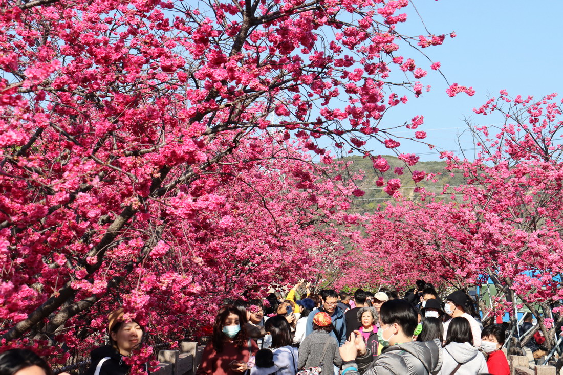 台中最美派出所櫻花季2/25登場　怒放重瓣八重櫻日、夜皆美麗