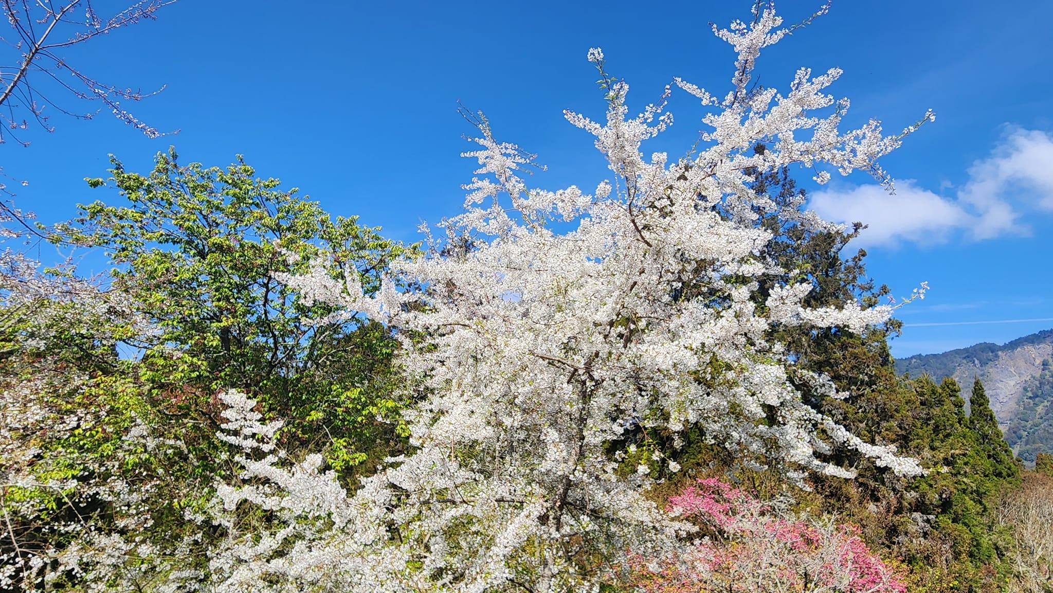 阿里山櫻花季3/10登場亮麗1個月　交管同步進行、首推疏運套票