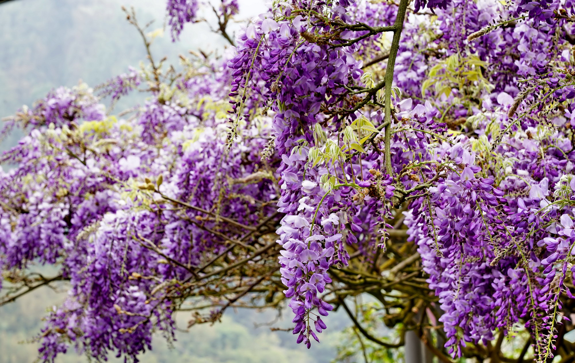 嘉義瑞里紫藤花開了！　166縣道處處可見花海、3/17推「紫色野餐派對」