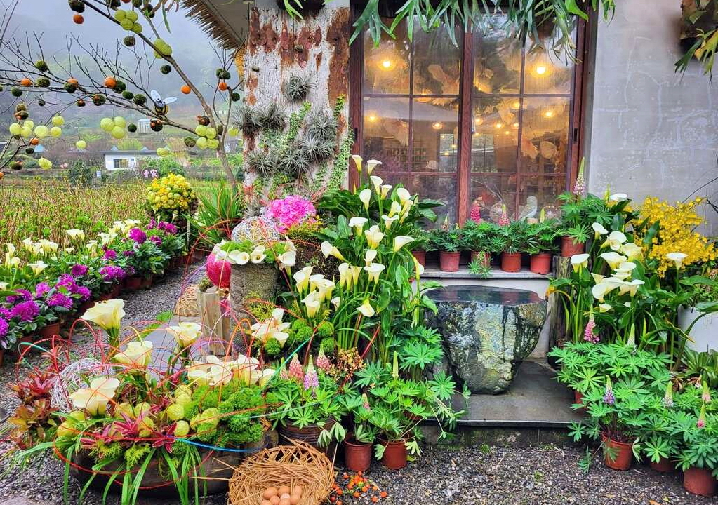 陽明山海芋季登場　竹子湖搖身變成童趣花海世界