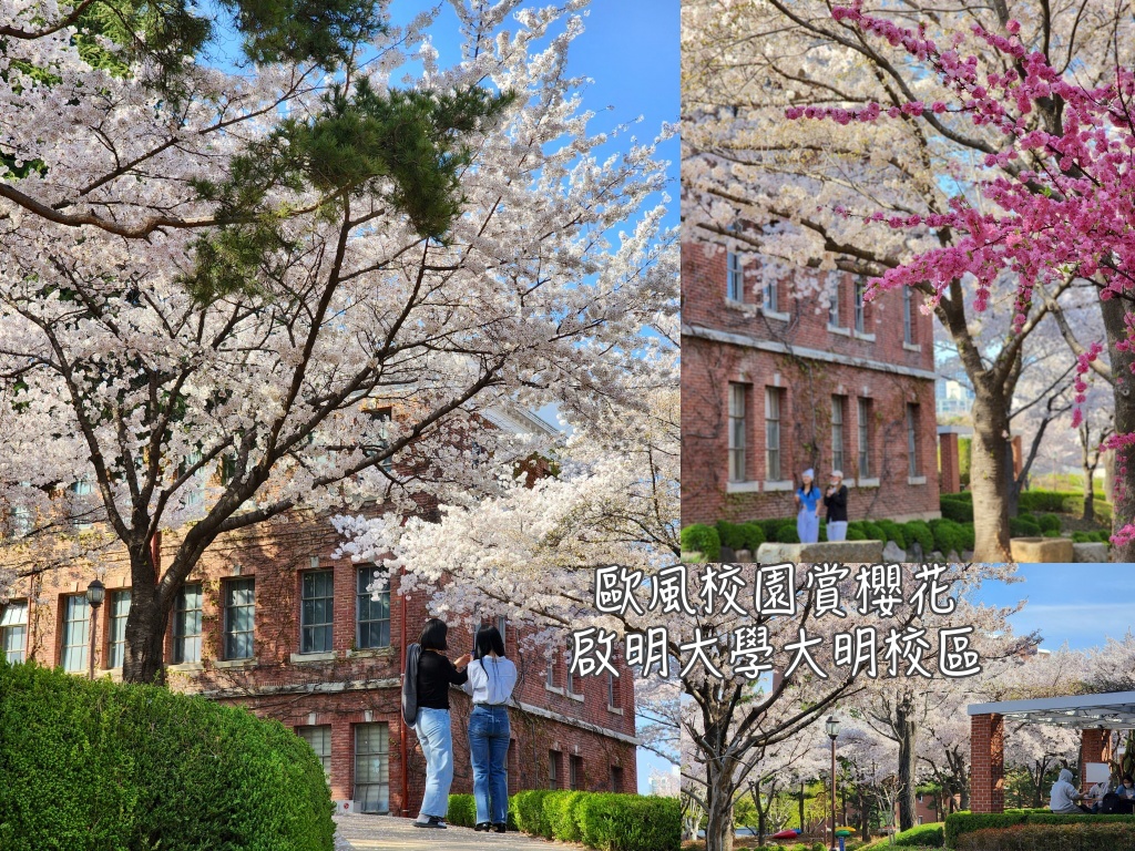 靠旅遊生活、韓國｜春天來了！7個大邱賞櫻景點不藏私