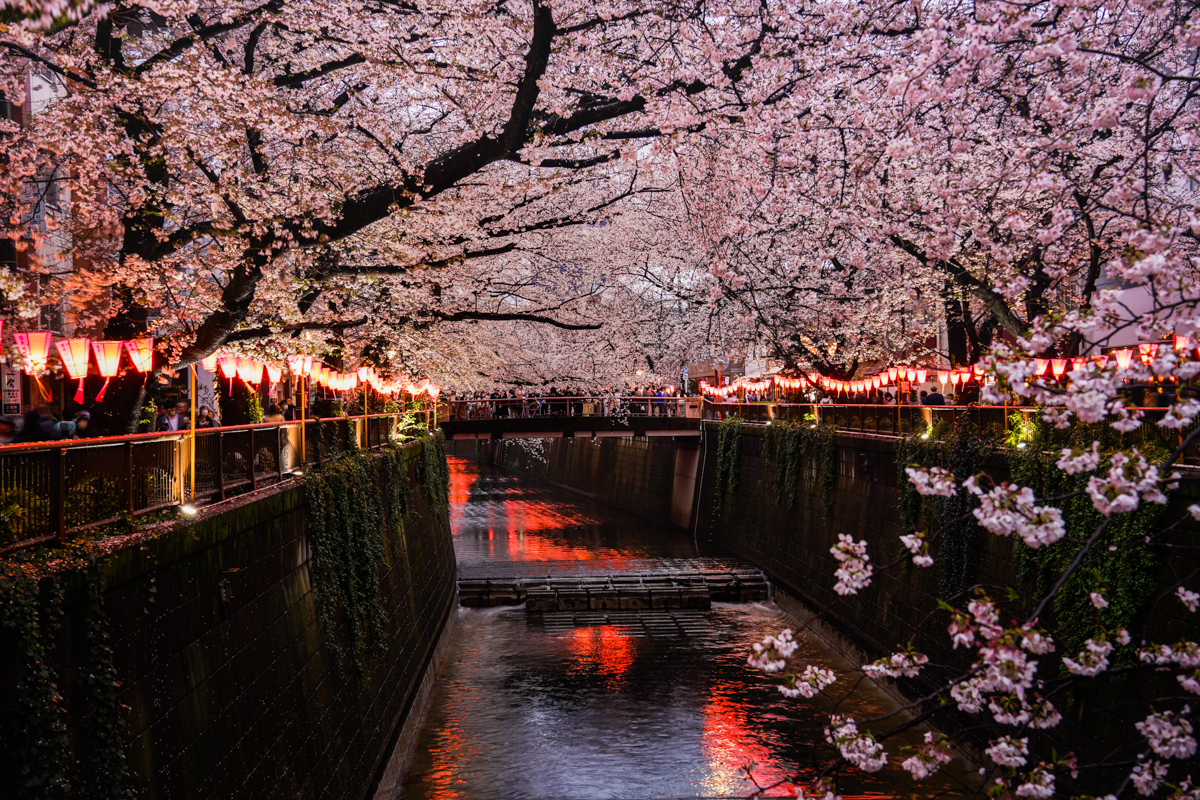 靠旅遊生活、日本｜美炸！7個東京賞櫻景點推薦