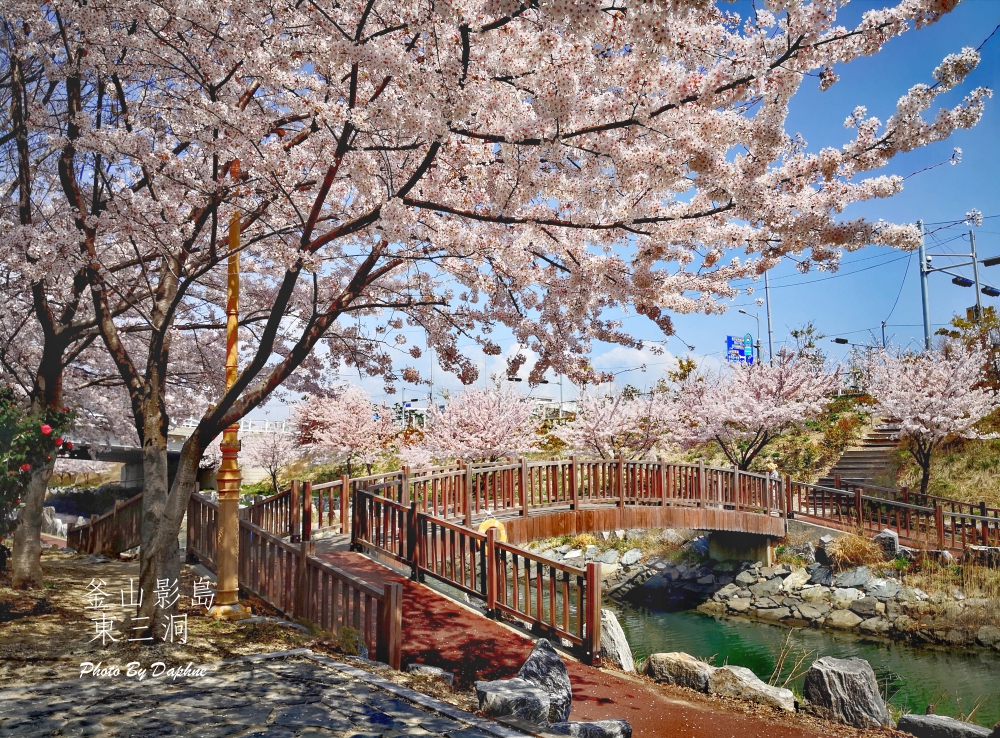 靠旅遊生活、韓國｜老司機帶路！釜山賞櫻景點推薦Top7