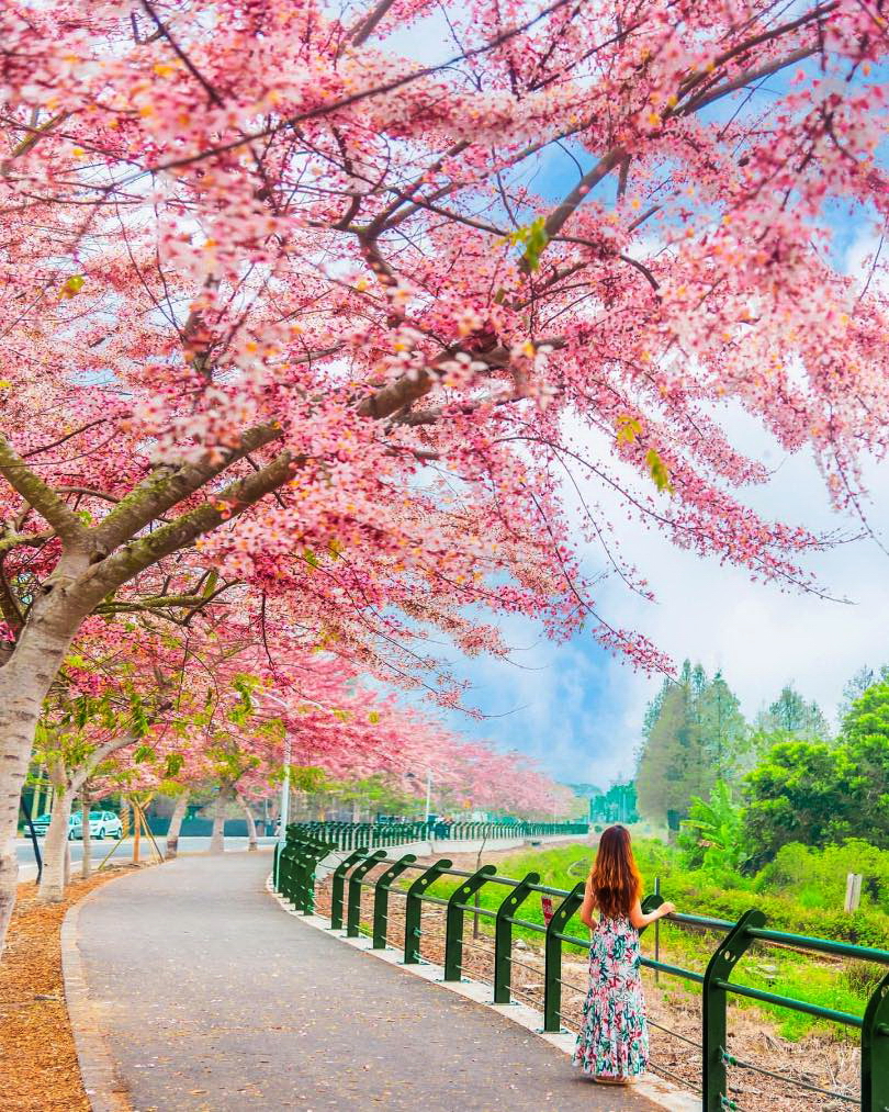木棉花、花旗木、蜀葵相互競豔　3月的彰化繽紛一片、花海接力登場