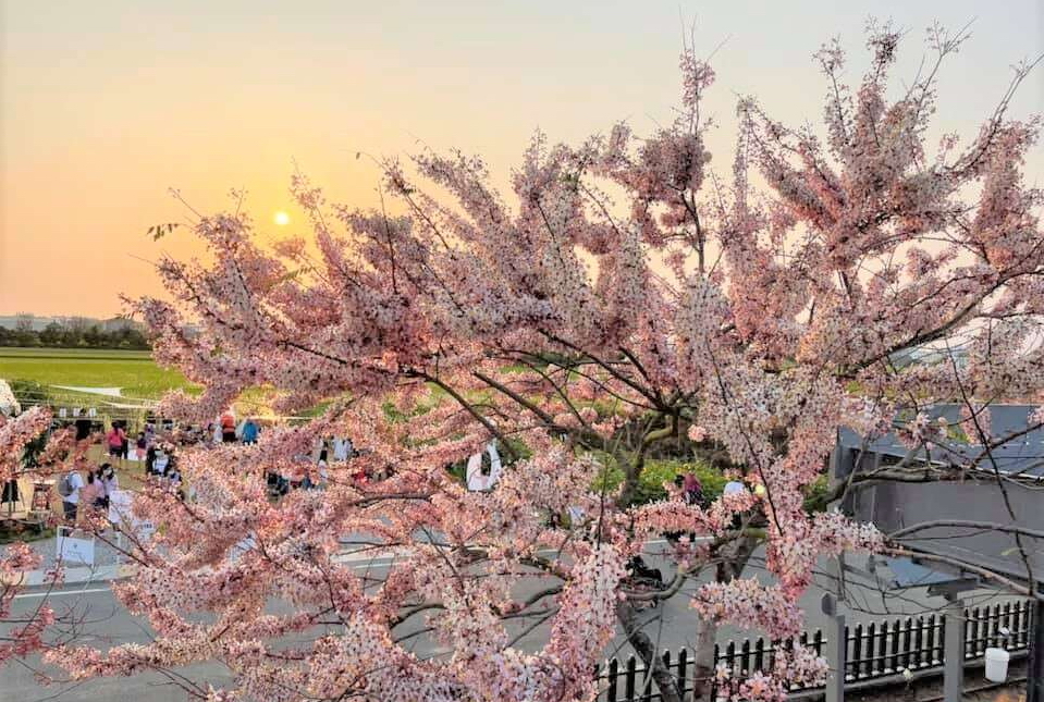 台南花旗木掀粉色風爆　南化首辦假日市集、蜂蜜黑糖節迎客