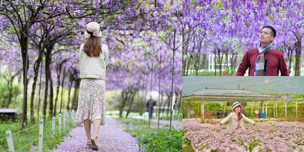 靠旅遊生活｜盤點全台7個超夢幻「紫藤花景點」，把握追花最後時光