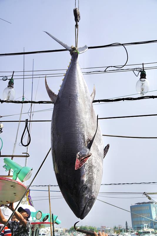 屏東第一鮪報到！ 4/21辦拍賣會、宣告東港黑鮪魚季登場