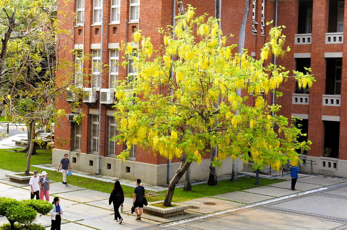 台南大學阿勃勒節繽紛1個月　百年紅樓下賞花、還可看高中生熱舞