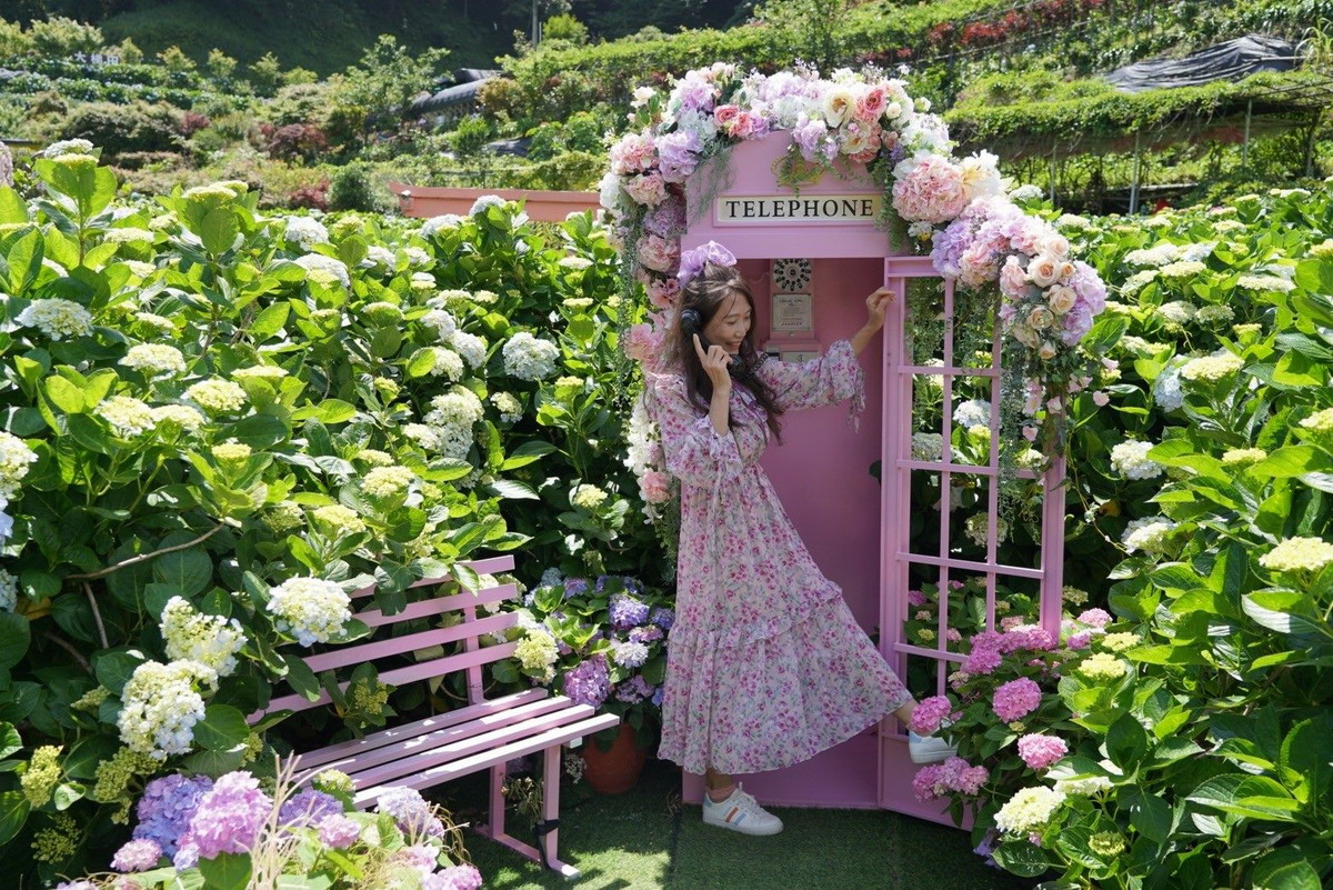 竹子湖繡球花季即起開催　鄉村風地景藝術、限定版冰棒同步登場
