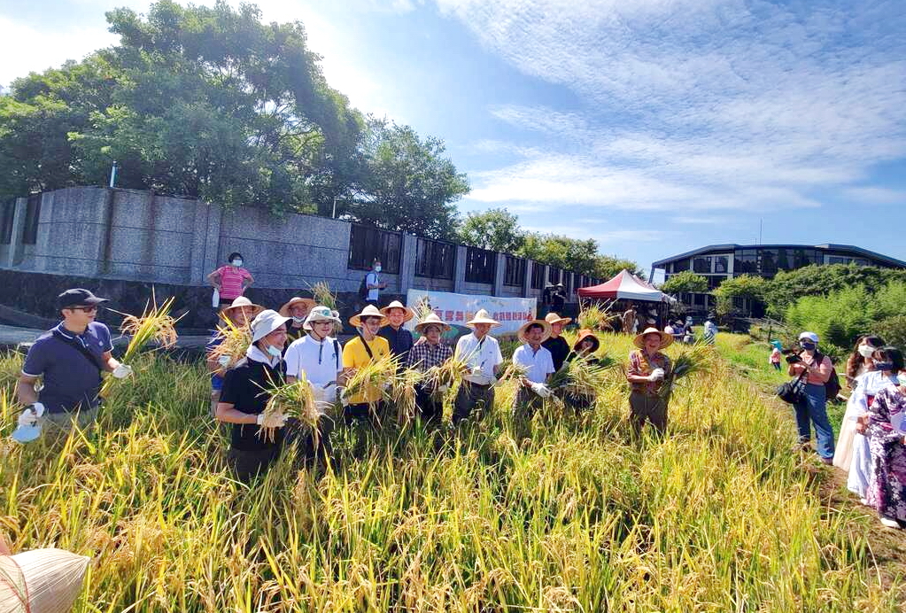 平等里鵝尾山水田8/31水稻收割　割稻、打穀、稻草人裝飾，即起開放報名