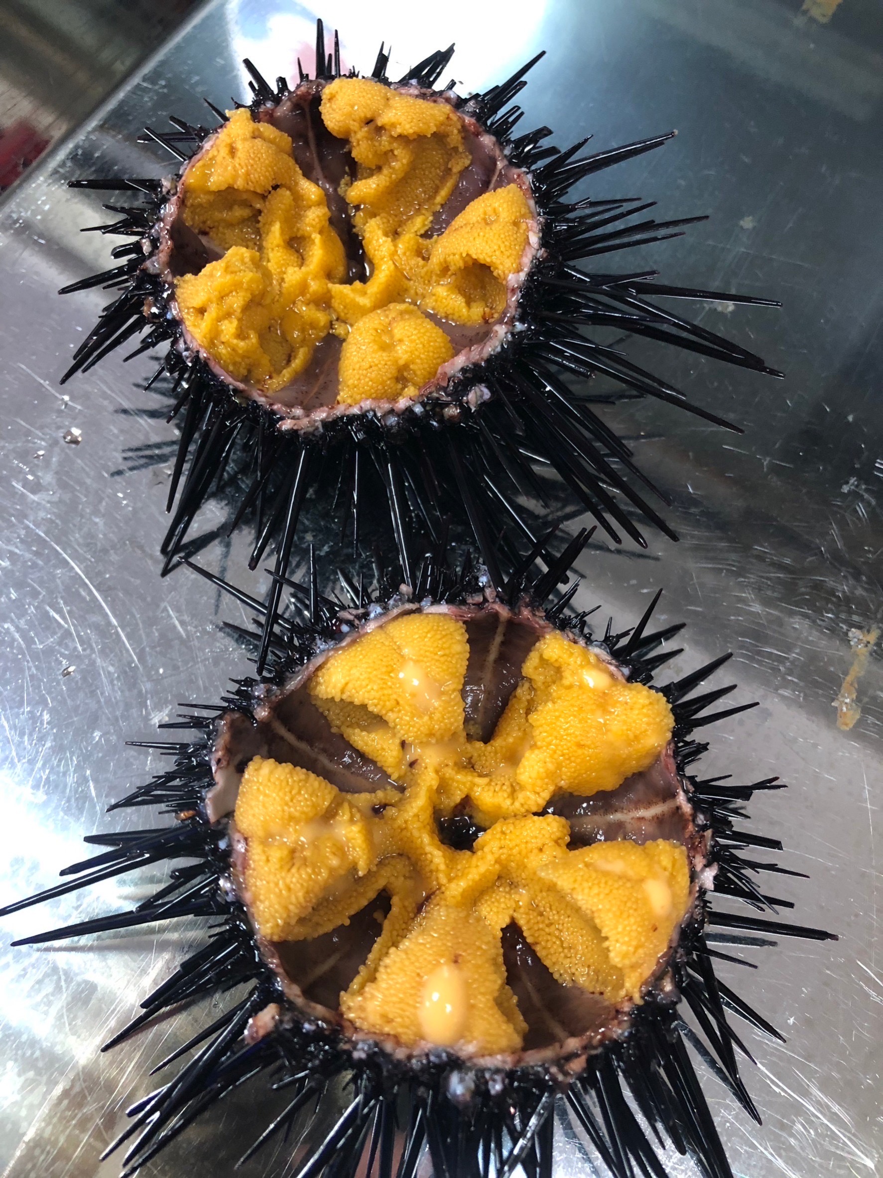 東北角紫海膽當季盛產中　濃郁鮮甜、漁港餐廳現剖現吃最對味