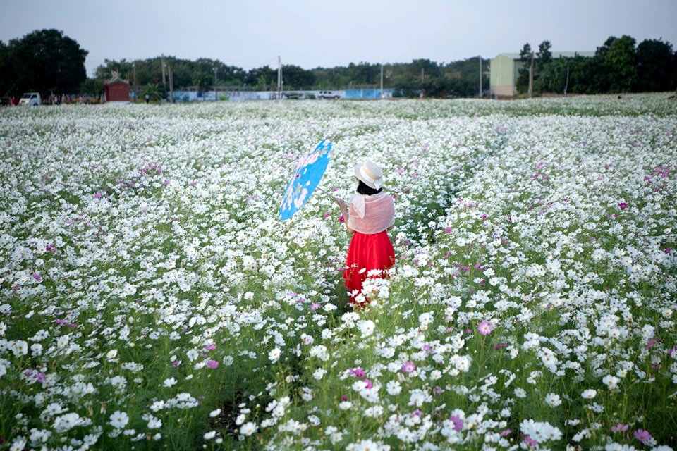 嘉義花海生活節12/14、15登場　花毯綿延加碼市集、野餐區、星空影院