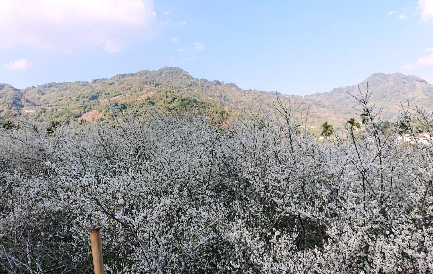 期間限定！台中新社梅花季開鑼　「梅花森林」和「梅花隧道」美景限時３周
