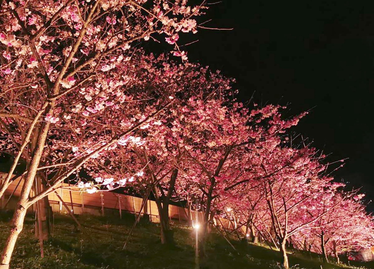 內湖樂活夜櫻季1/24華麗登場　市集、音樂會、迪士尼公主造景陪賞花