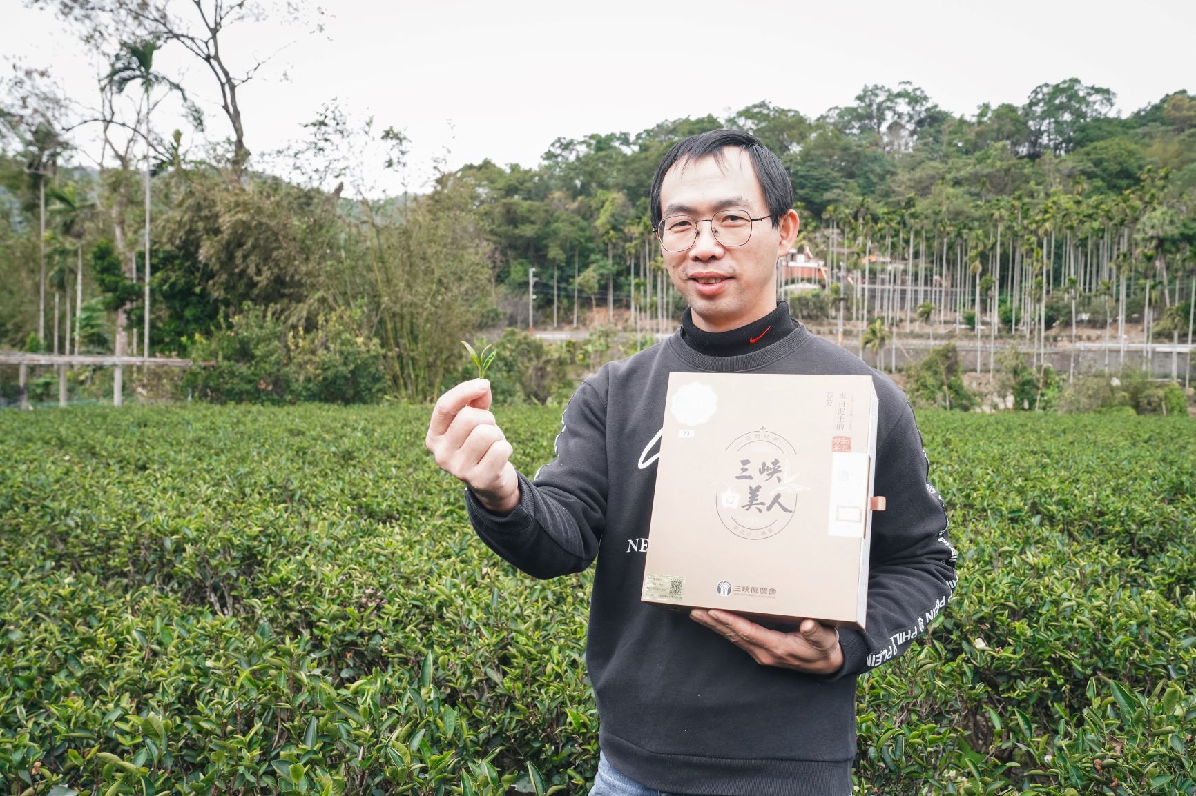 新北三峽推新茶品「台灣橙茶」　２大茶行特等茶果香豐富，即起上市
