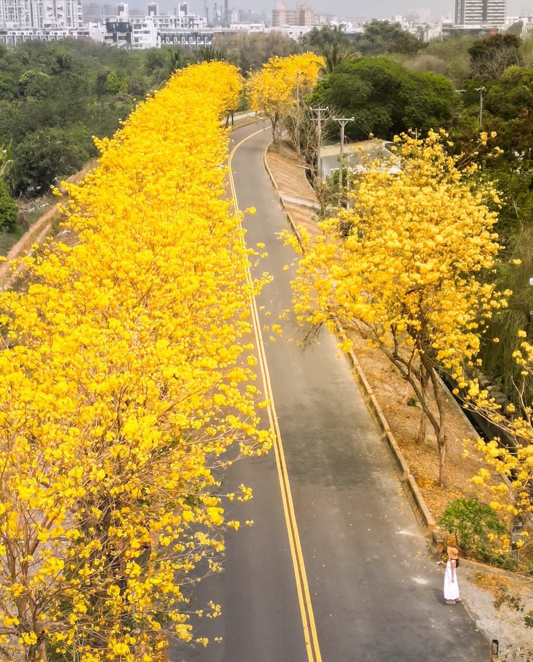 嘉義市黃花風鈴木大綻放！　潮風鈴-野餐音樂市集3/8、9登場陪賞花