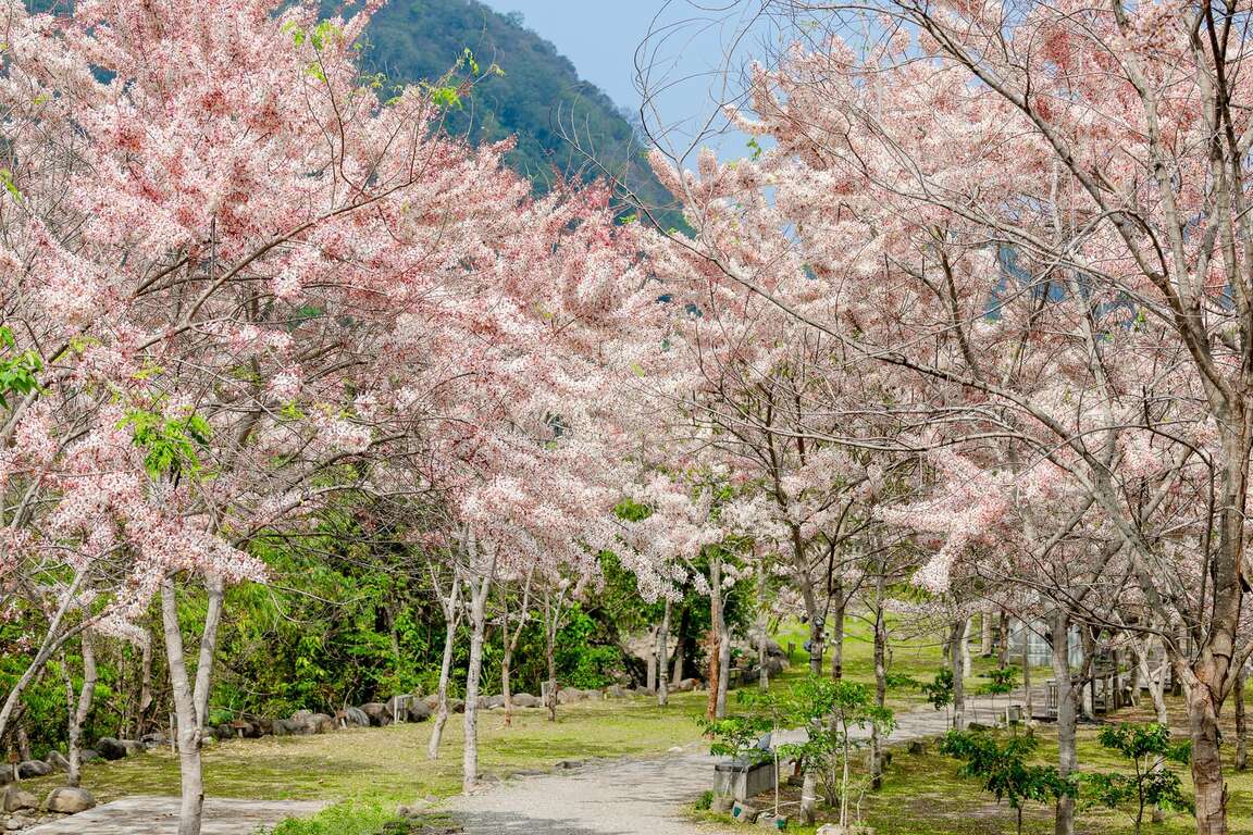 粉紅花旗木盛放！高雄六龜推溫泉鄉日、夜免費導覽　消費滿500再送山城水樂園