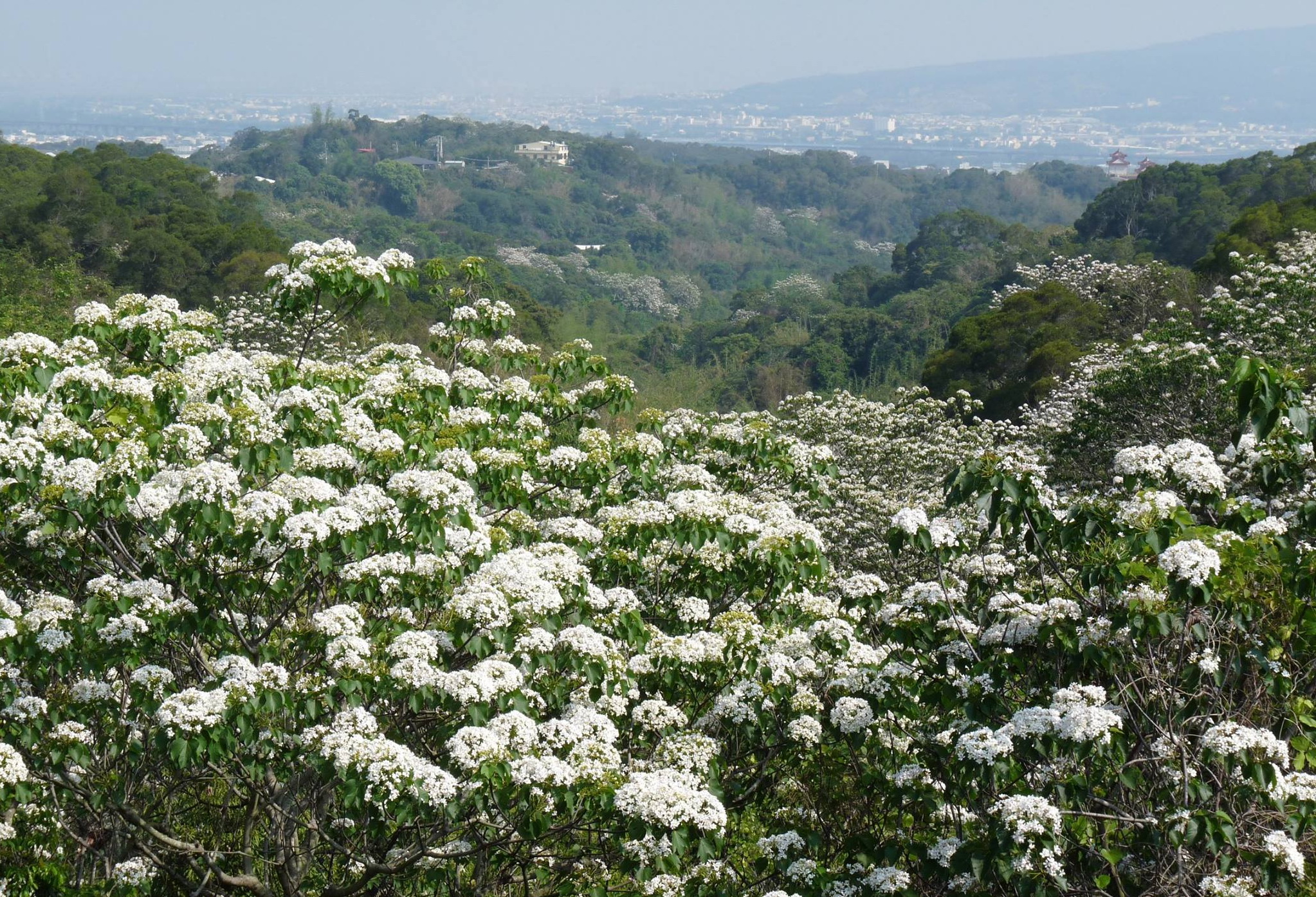 彰化油桐花季4/12~27登場　八卦山賞花接駁車、6大主題小旅行齊出動