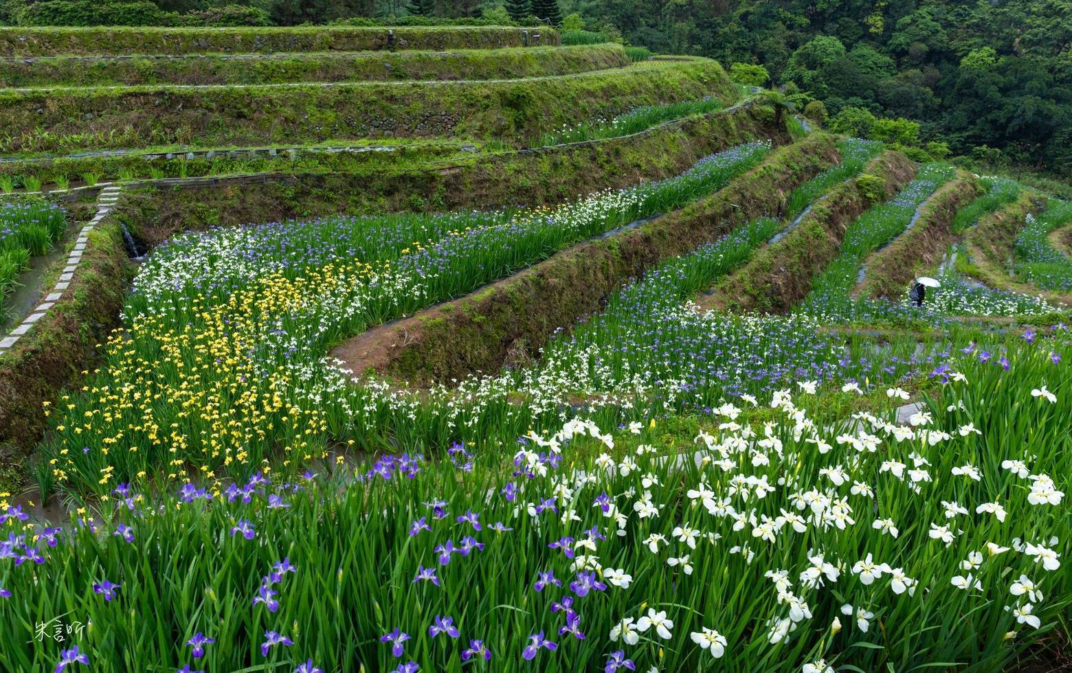 全台唯一鳶尾花梯田！4～6月盛放　層層花海散落石門區嵩山農村
