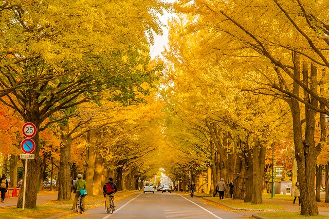 靠旅遊生活、日本｜7個札幌必訪景點推薦清單
