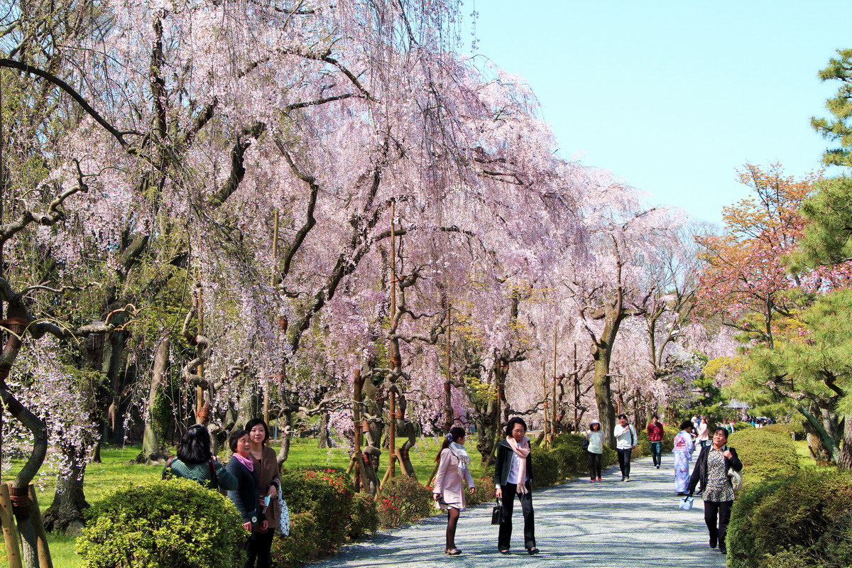 靠旅遊生活、日本｜京都枝垂櫻、櫻吹雪Top7景點