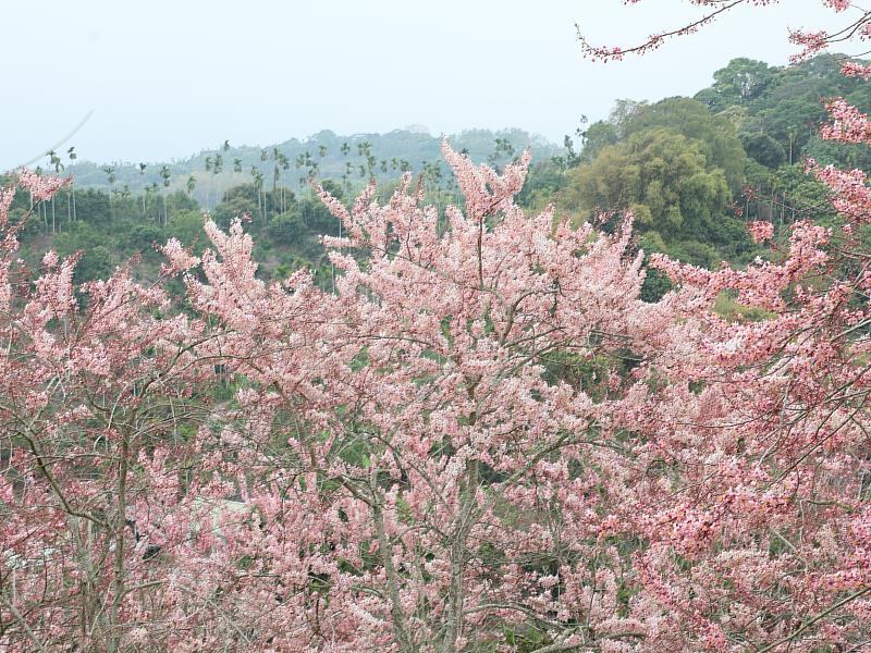 嘉義縣府推「平原櫻花」秘境　3000多株粉紅花旗木現正綻放