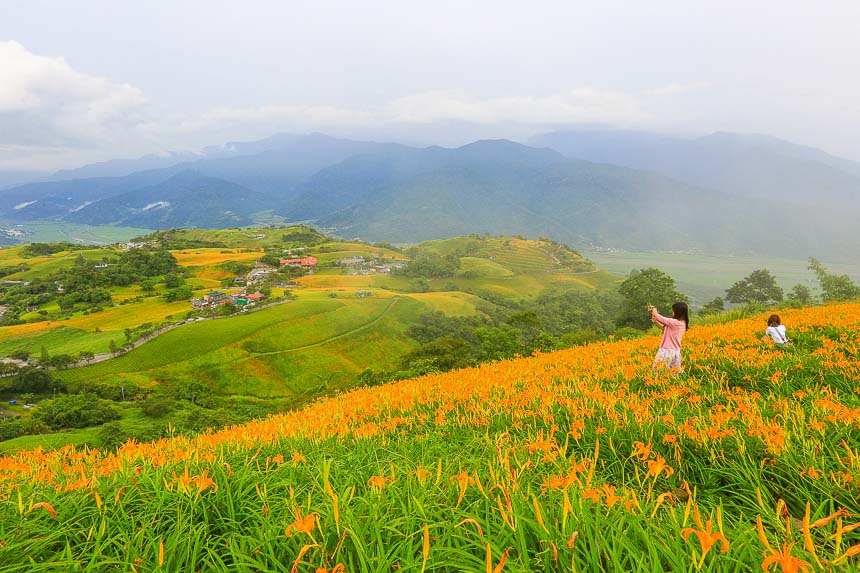 靠旅遊生活、台灣｜通通免費！特搜全台7個金針花景點，限定版浪漫花海5月開跑