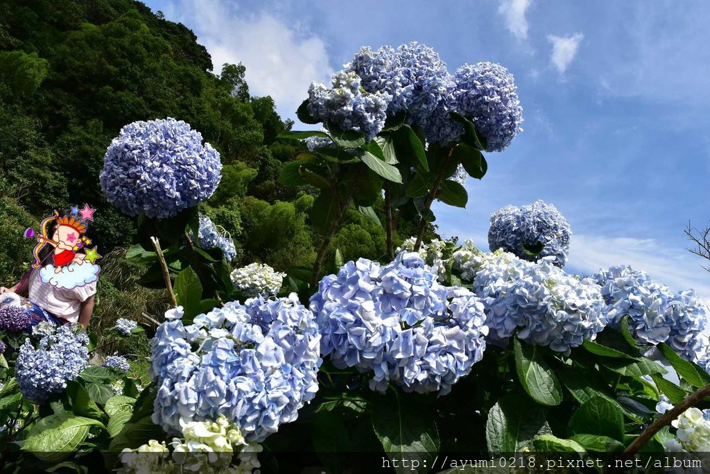 靠旅遊生活、台北｜盛夏浪漫來襲！7個台北必追「繡球花景點」，夢幻花海超好拍