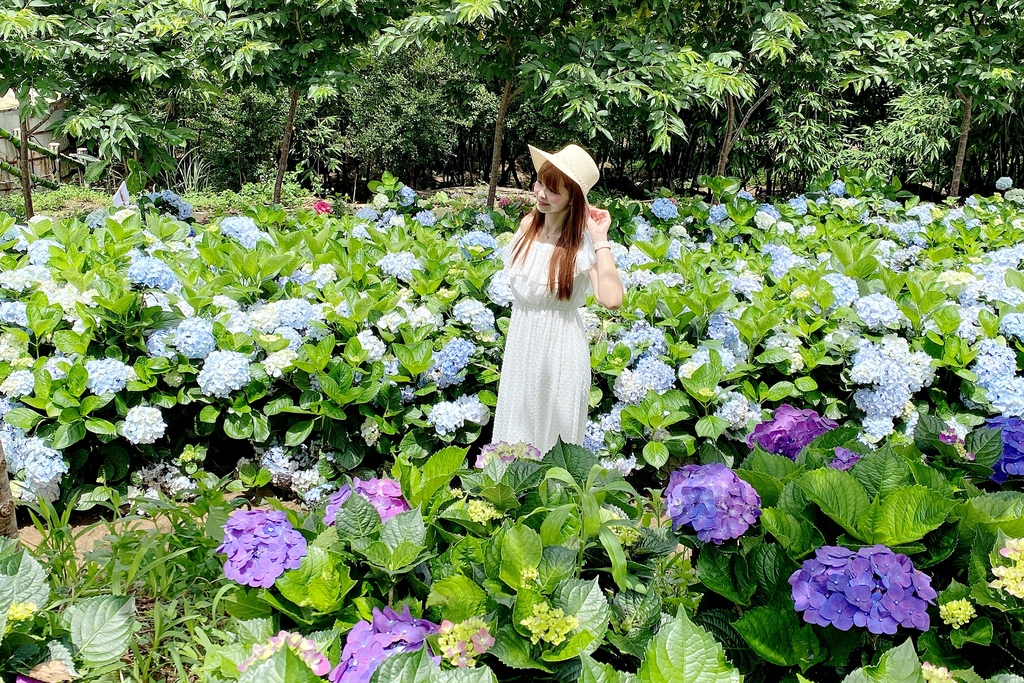 靠旅遊生活、台灣｜不只陽明山！全台7個超好拍繡球花景點大公開