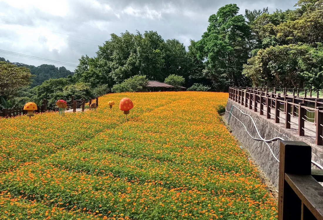 台北貓空黃花波斯菊盛放　花海綿延最佳賞期6/1～6/15