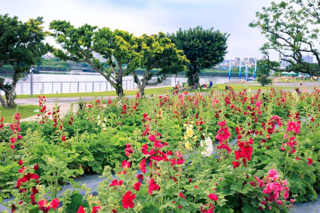 北市河濱公園2100棵蜀葵花海登場　8月中旬前繽紛盛放
