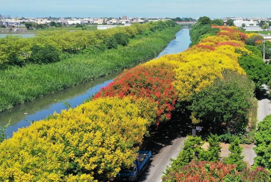 300公尺九重葛花牆、1.5公里台灣欒樹隧道　彰化打卡熱點9月起限時搶拍！