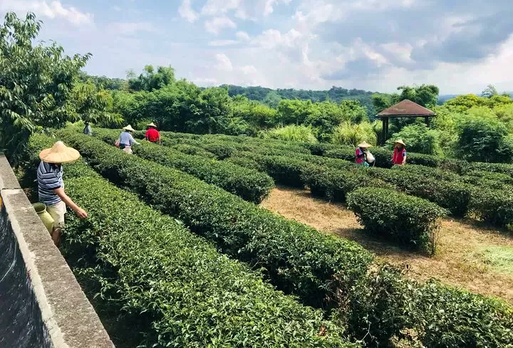 泡一壺自己做的紅茶！　苗栗貓裏紅茶製作體驗10/10前開放報名