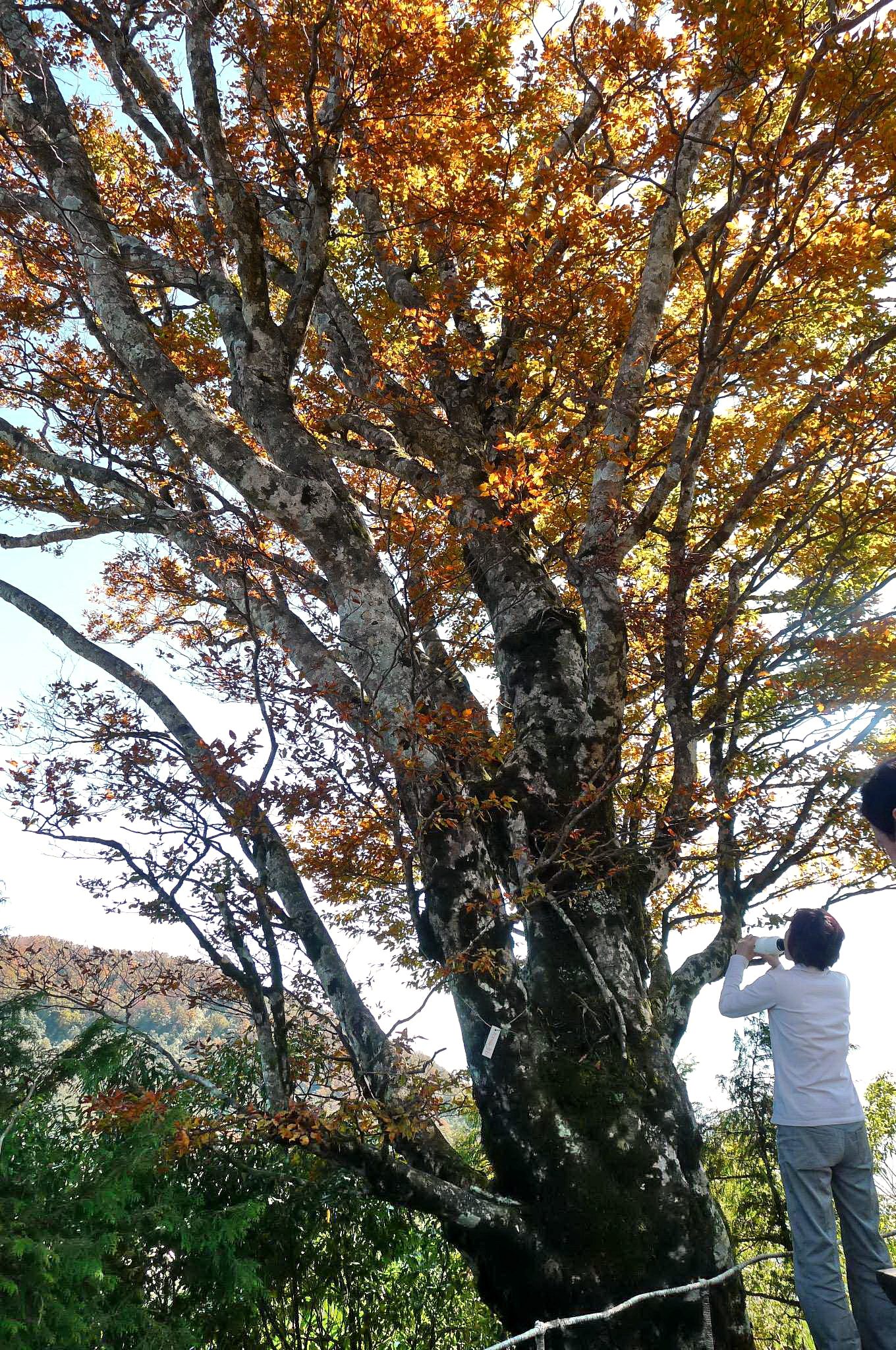 太平山台灣山毛櫸進入觀賞季　翠峰景觀道路實施車輛管制