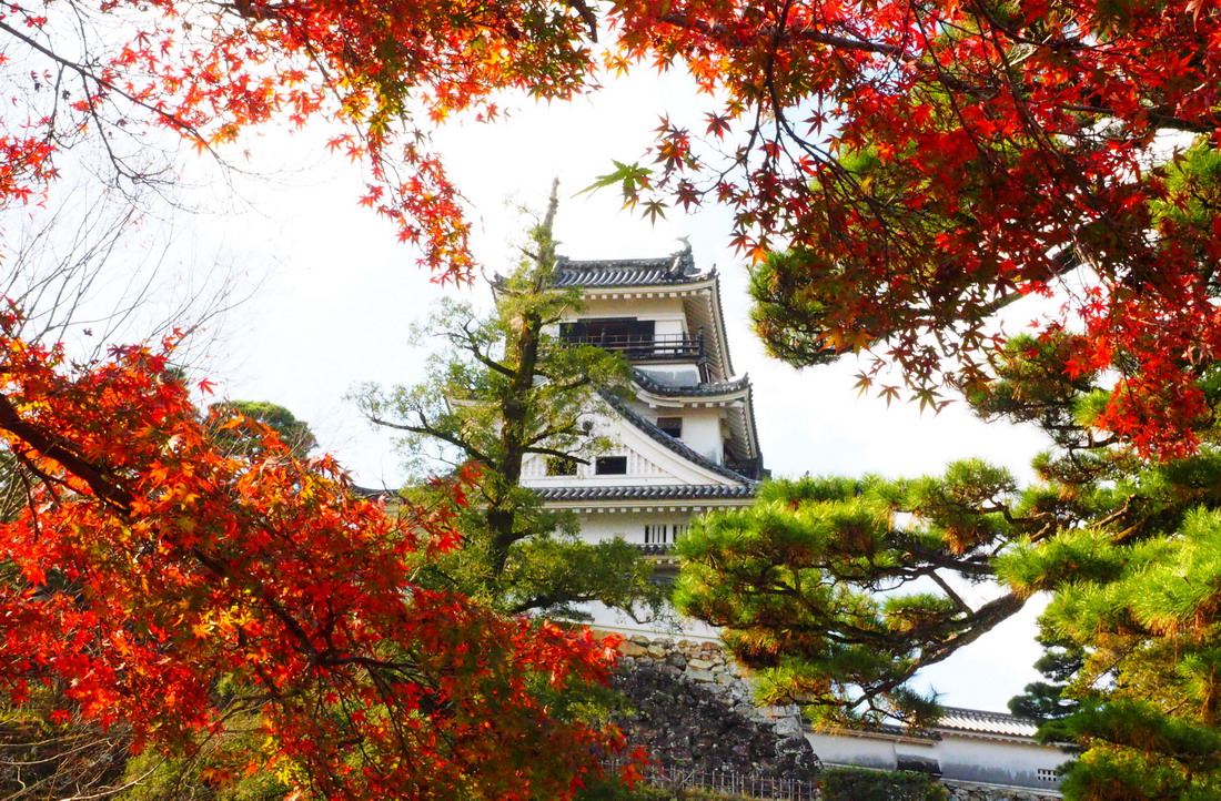 台灣虎航11/1直飛日本高知縣　７大必追紅葉景點報你知