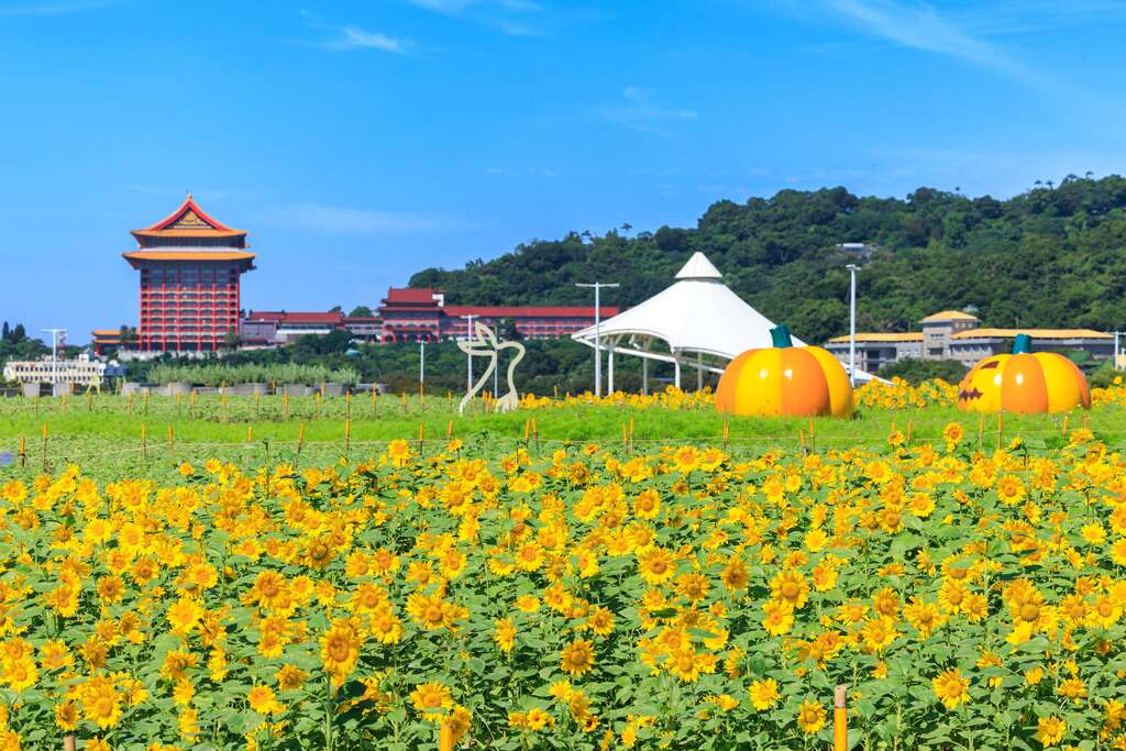 北市花海一波波　大佳河濱公園向日葵花海爆炸盛開