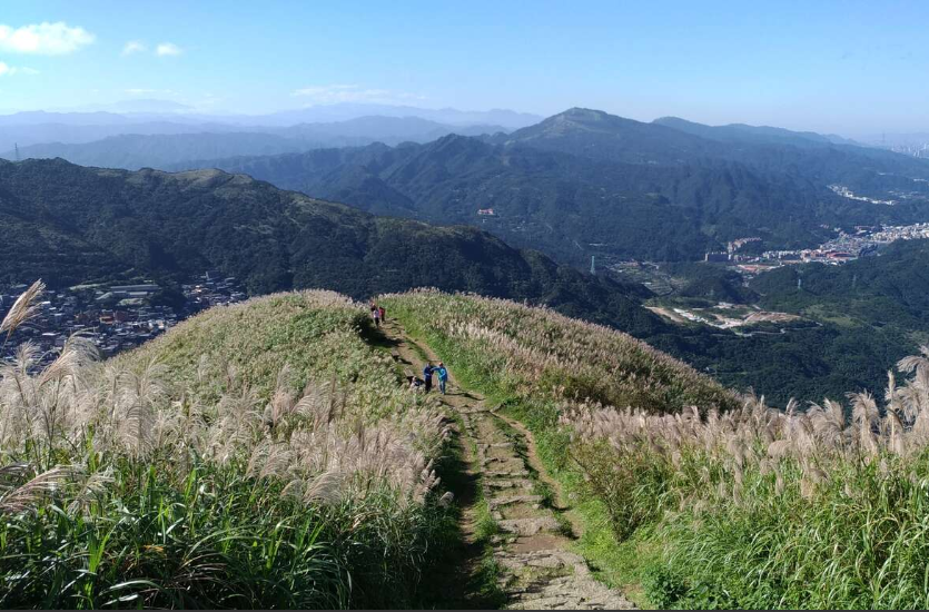 九份山城秋芒翻飛　3大觀賞點11月底前花開最盛