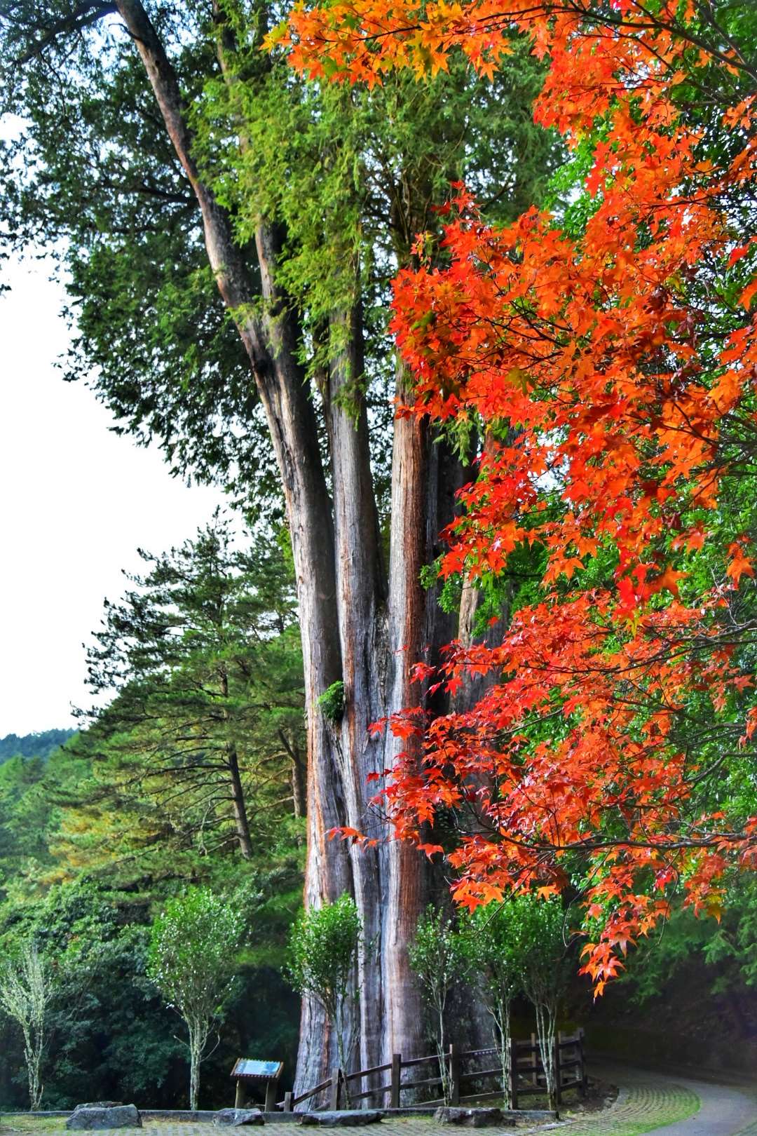 台中大雪山第一波楓紅報到　挺拔神木紅葉交織 現在上山最美